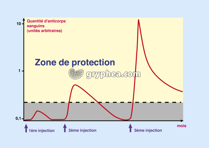 Variation du taux d'anticorps sanguins lors d'une vaccination - infographie - gryphea.org